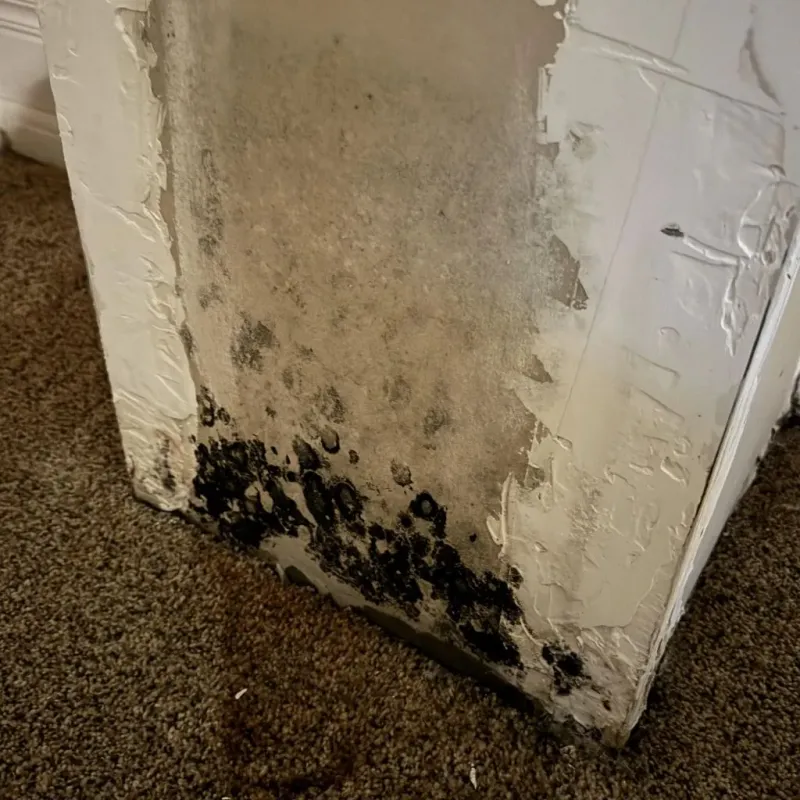 Professional Mold Removal in Willits, CA